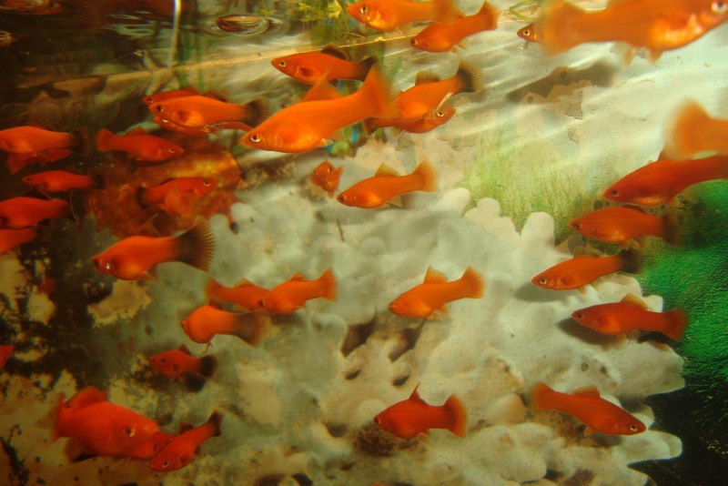 Меченосец тигровый вильчатый