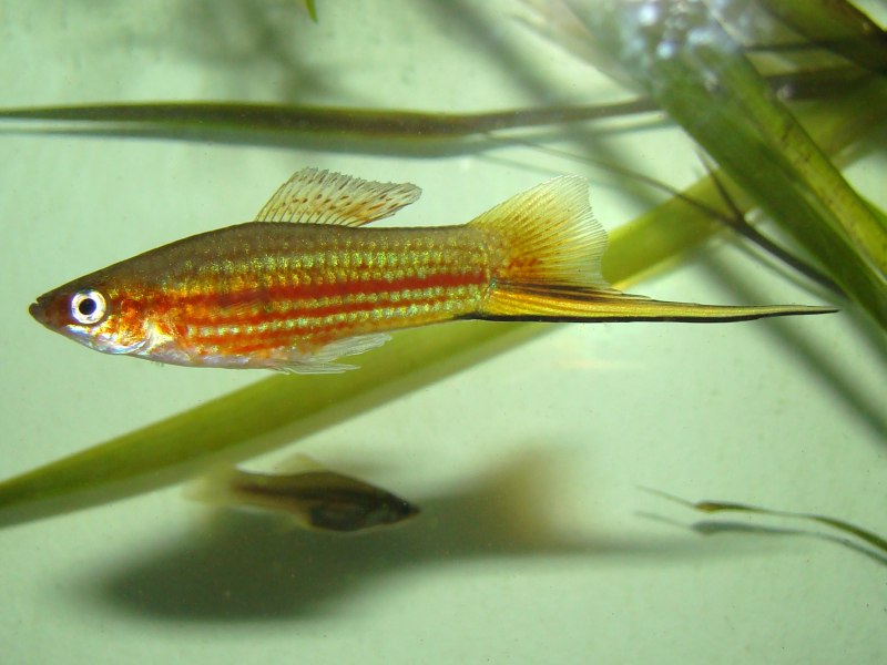 Меченосец рыбка самец