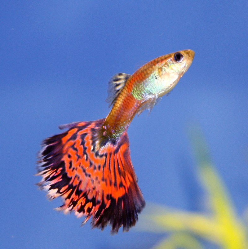 Меченосец рыбка