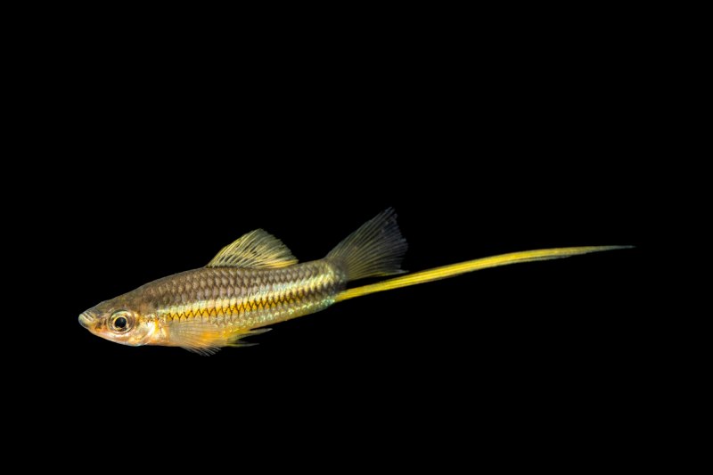 Монтесумы рыбки