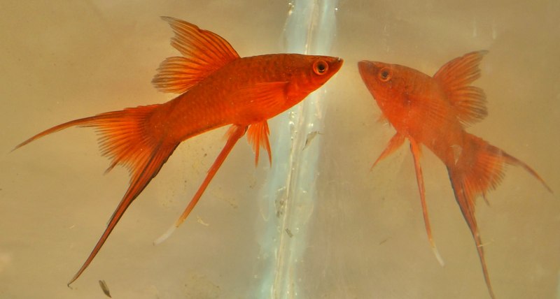 Меченосцы Далматинцы