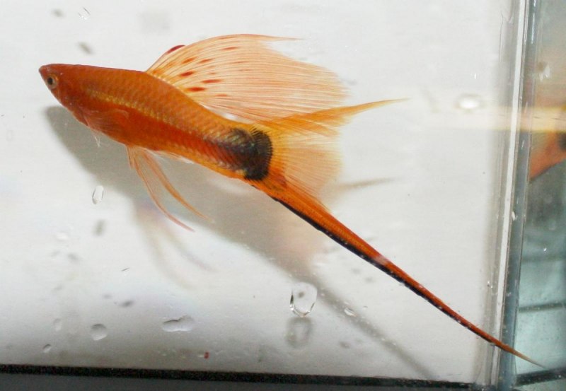 Гибрид гуппи и меченосца