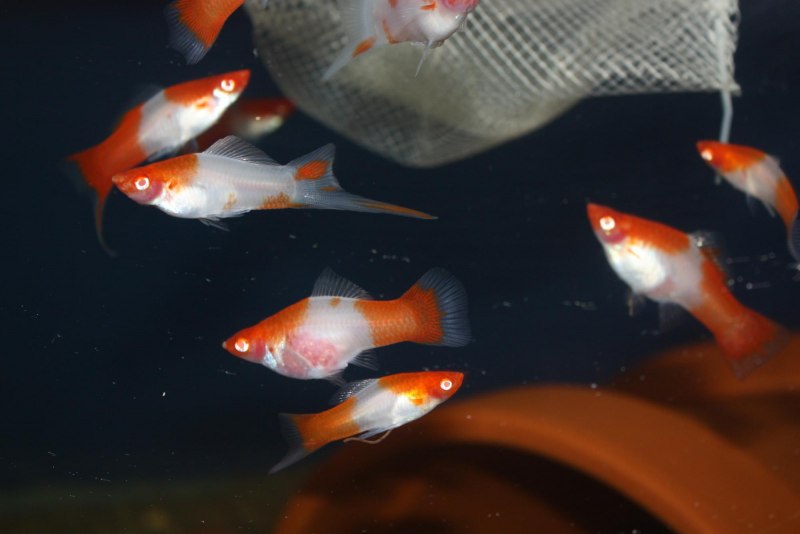 Вильчатый меченосец самец