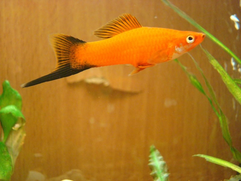 Меченосец ада аквариумная рыбка