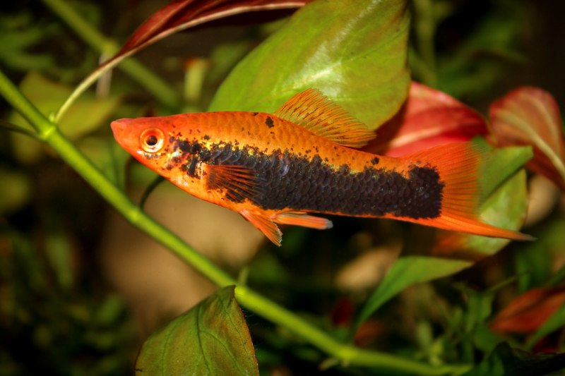 Зелёный меченосец