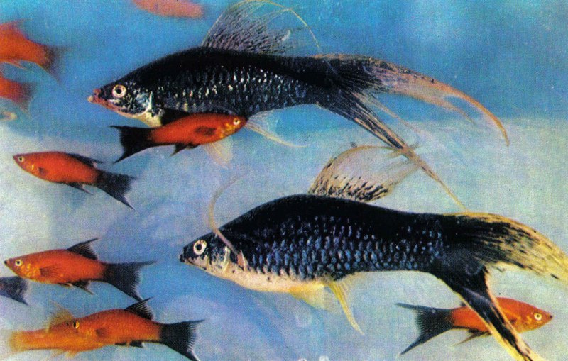 Меченосец кубинский флаговый