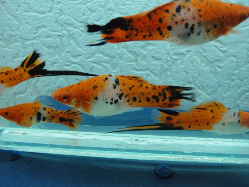 Меченосец рыбка самец