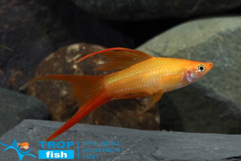 Ихтиофтириоз у меченосцев