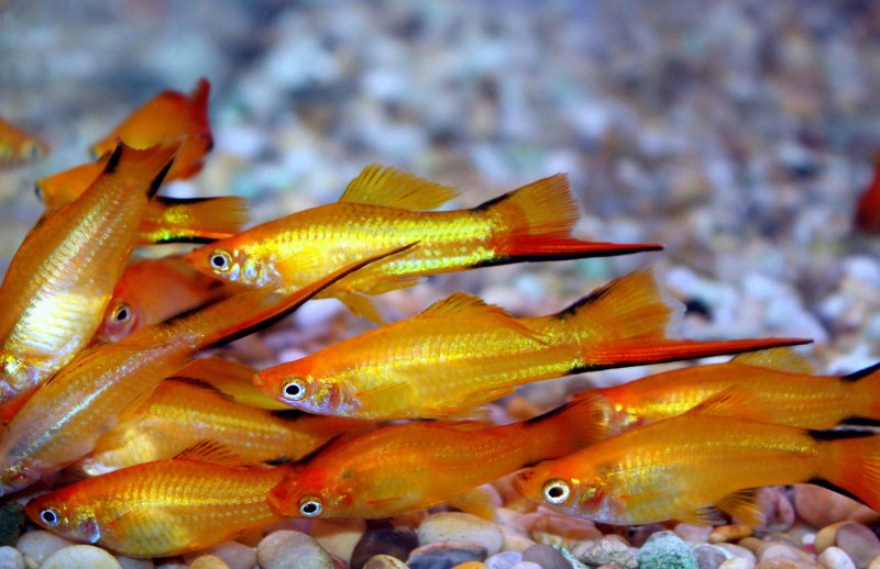 Меченосец Клеменсии