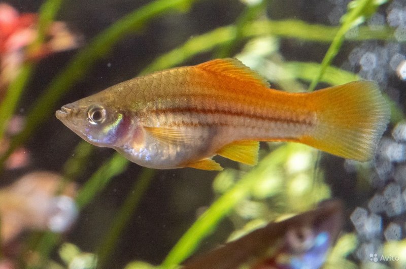 Рыбка меченосец кубинский