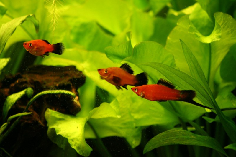 Рыбка меченосец вильчатый