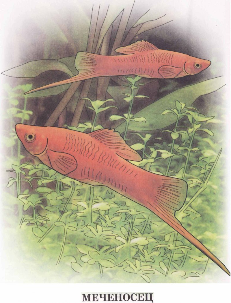 Меченосец рыбка