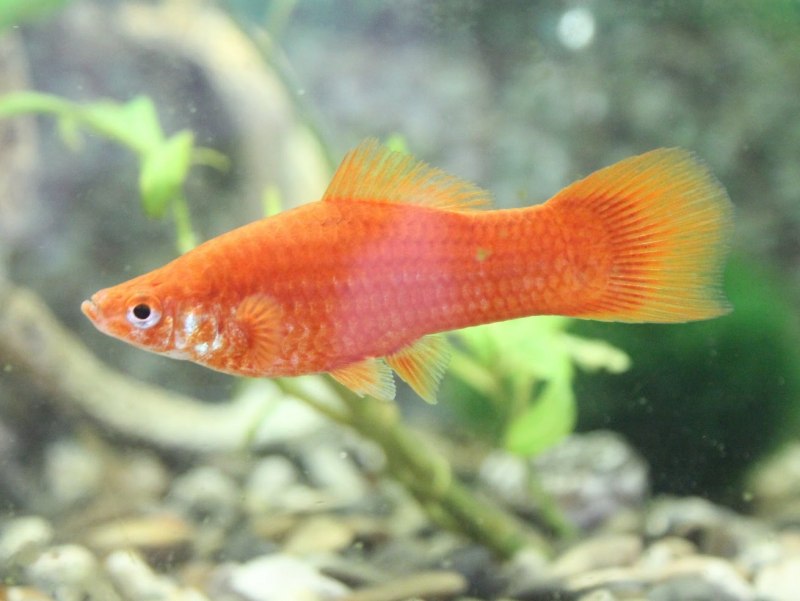 Родина меченосца аквариумной рыбки