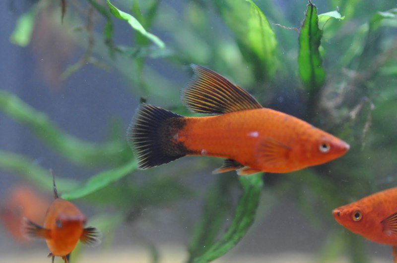 Меченосец рыбка самка