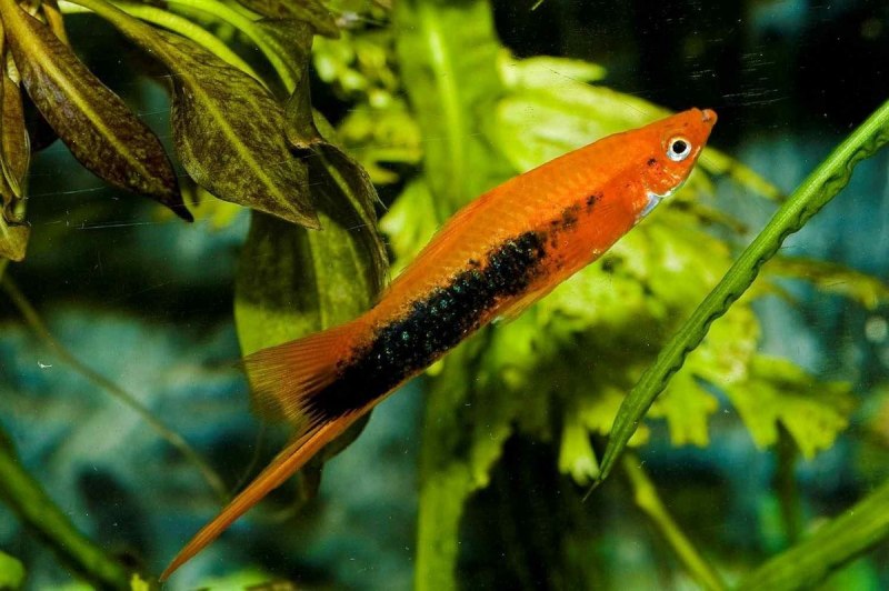 Меченосец берлинец