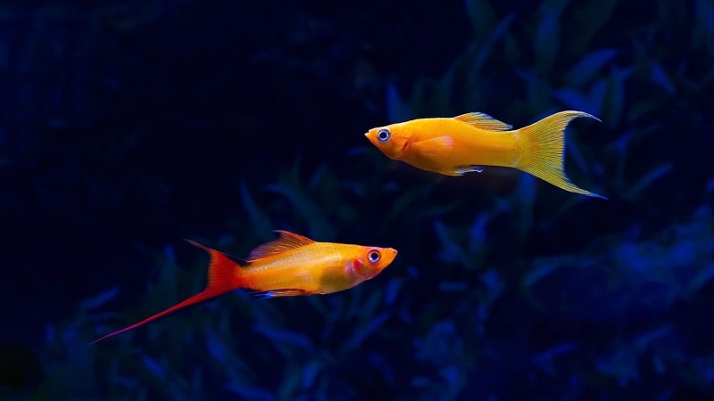 Меченосец рыбка