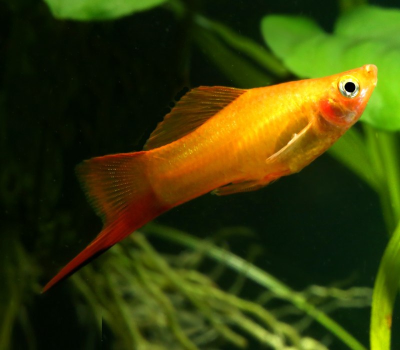 Меченосец флаговый Рубин