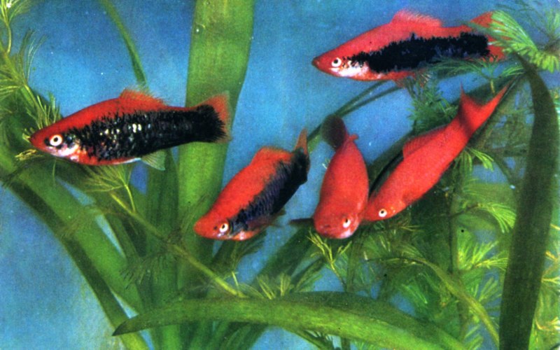 Вуалевый вильчатый меченосец