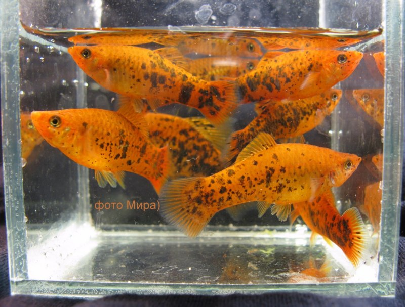 Меченосец Санта Клаус аквариумная рыбка