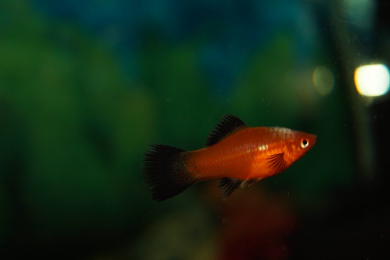 Меченосец красный Чернохвостый