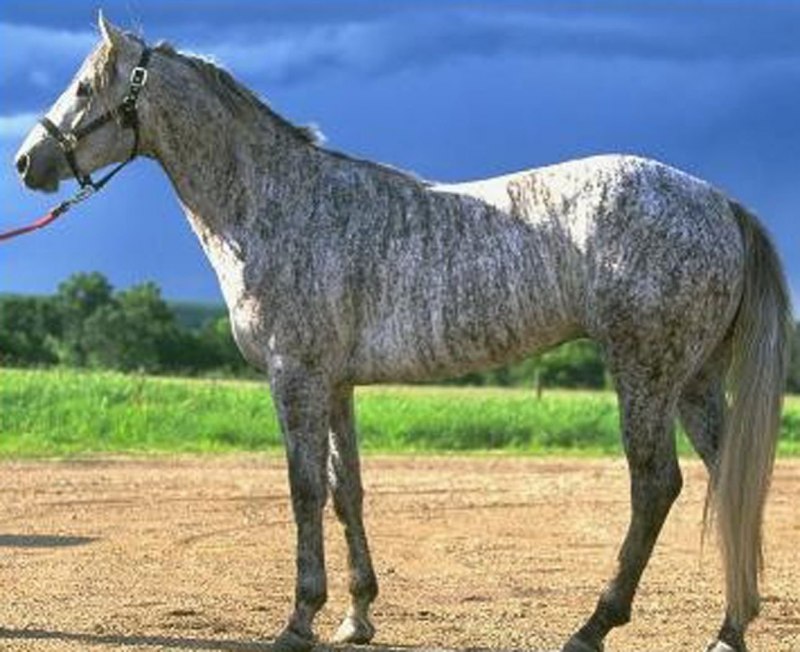 Лошадка с тигром