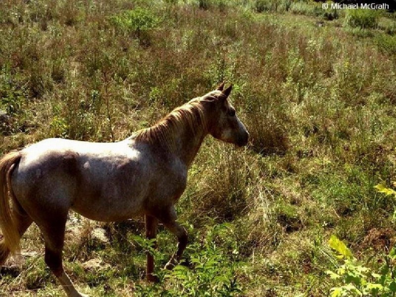 Лошади породы Кнабструппер