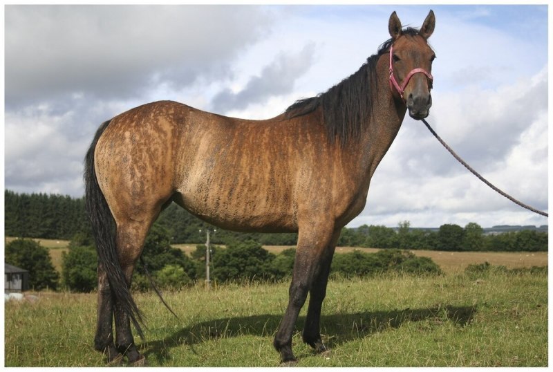 Тигровая гнедая масть