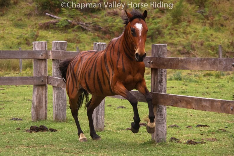 Тигровость у лошадей