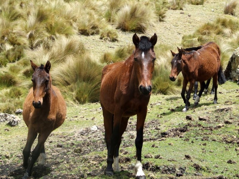 Гепард и лошадь