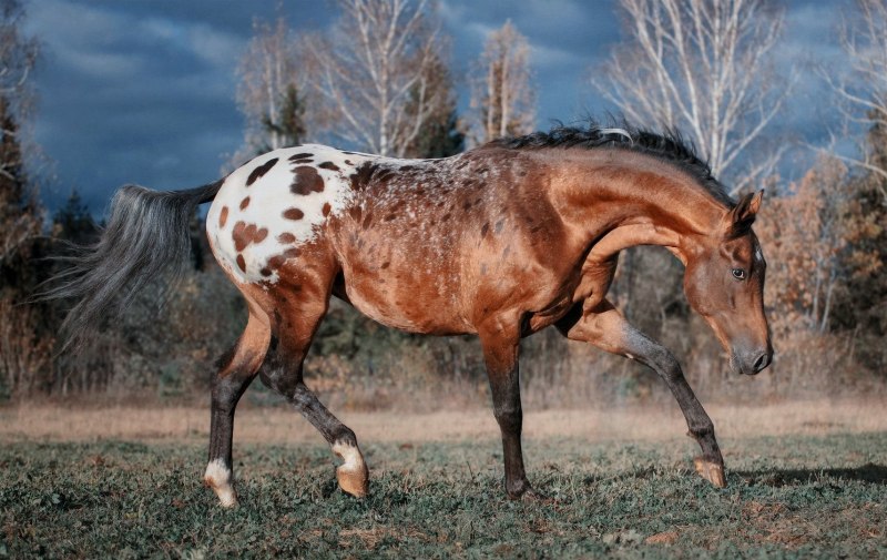 Гибрид зебры и лошади