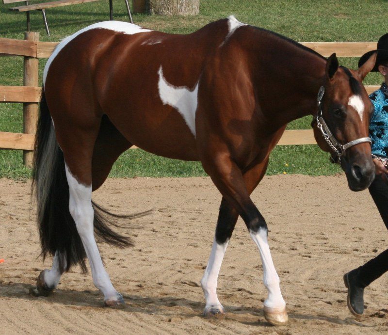 Гнедая лошадь Эстетика