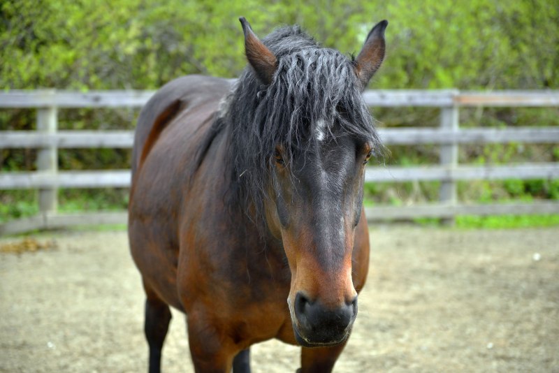 Мир животных лошади