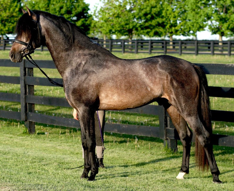 Полигональная лошадь