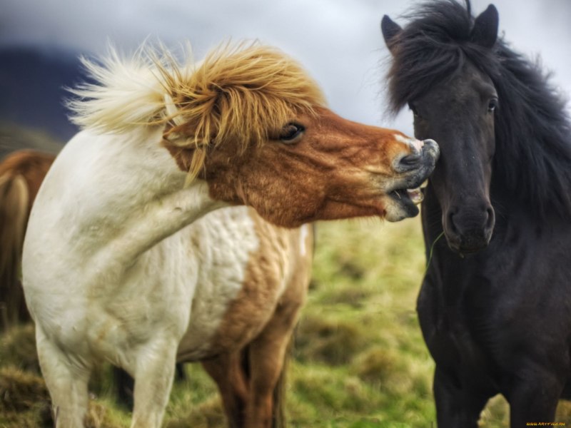 Венгерская полукровная лошадь rdr2