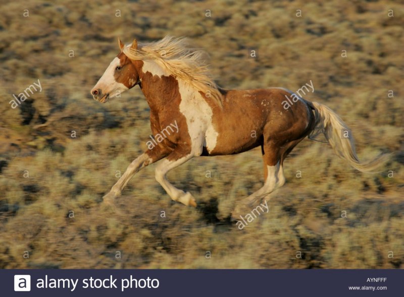 Чубарая тигровая