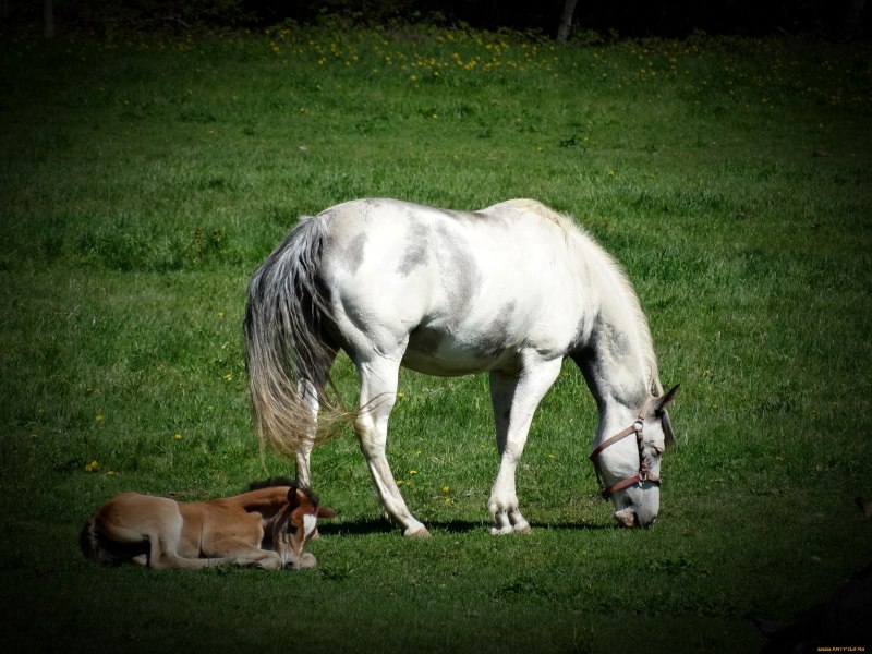Лошадка с тигром