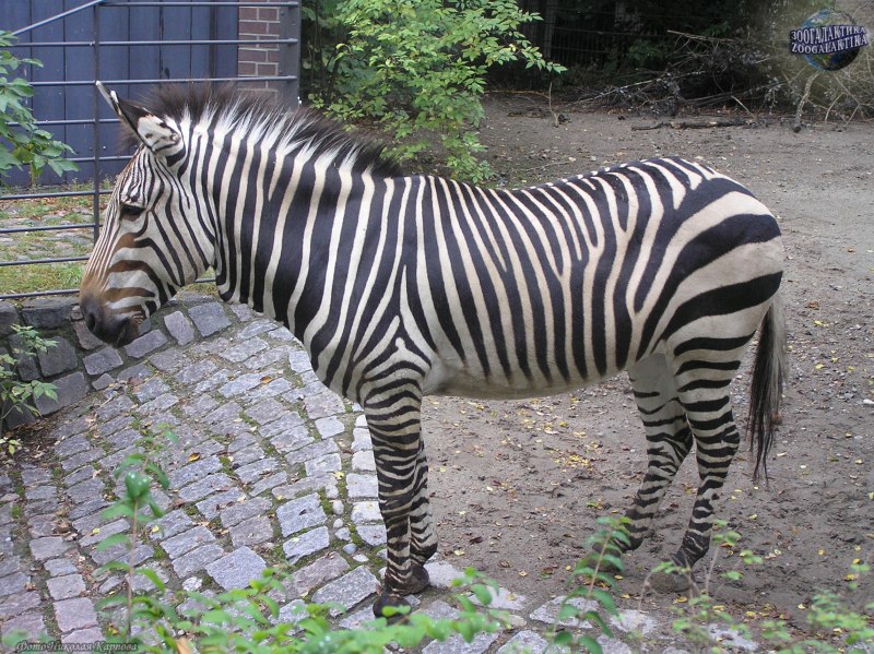 Фризская лошадь Королевская