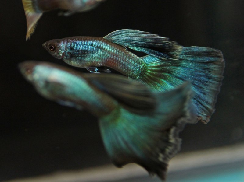 Гуппи малахит