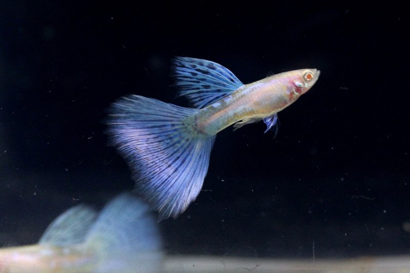 Гуппи Блю топаз