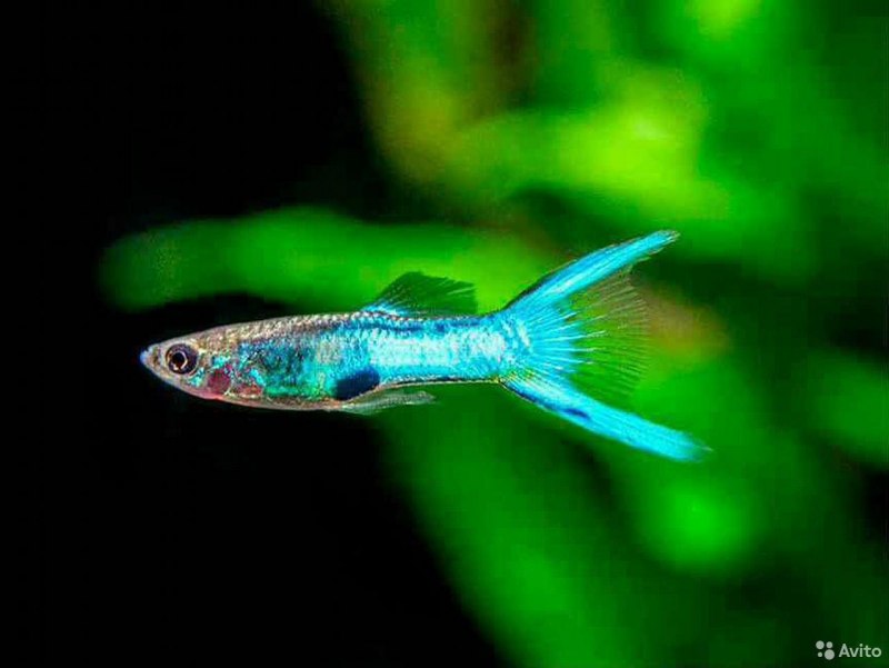 Гуппи Эндлера японская голубая