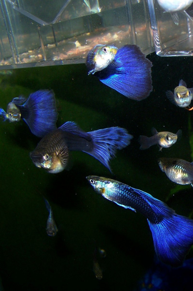 Аквариумные рыбки губи