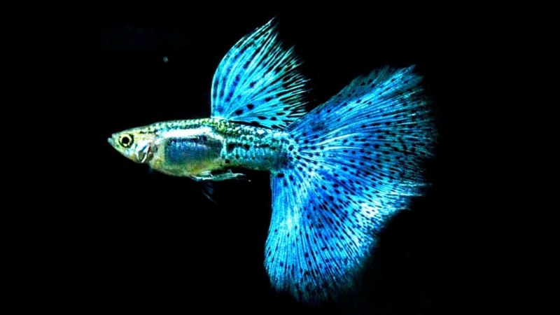 Гуппи голубая Кобра