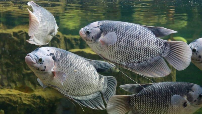 Аквариумные рыбки Guppy