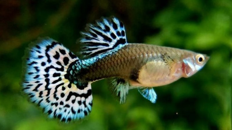 Гуппи аквариумные рыбки