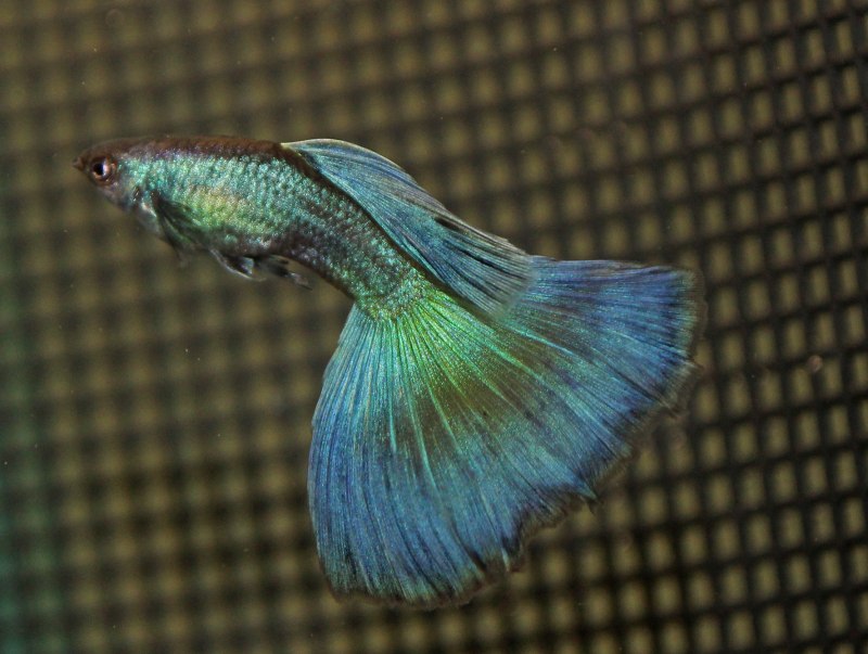 Гуппи краснохвостые