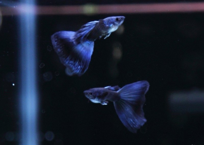 Гуппи Московская синяя чистая линия