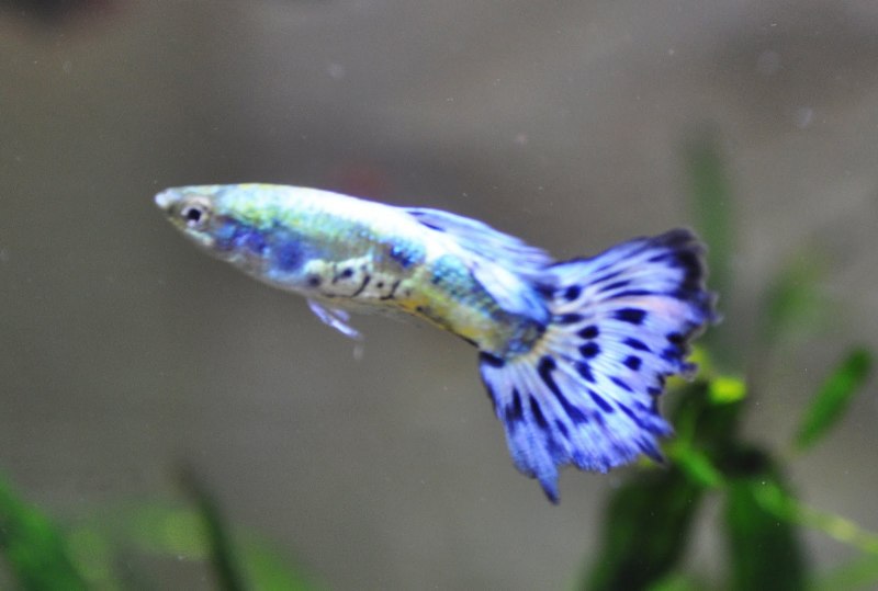 Гуппи голубая трава альбинос