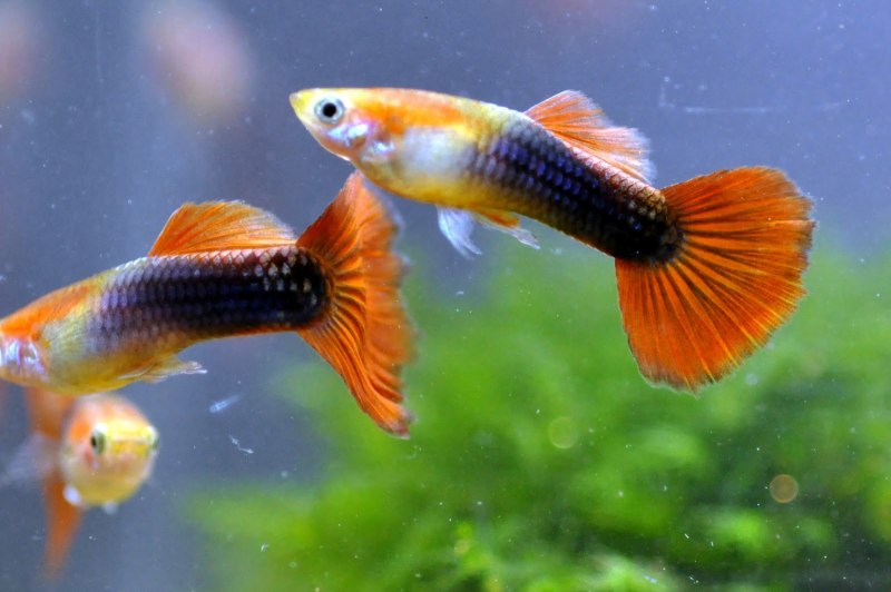 Гуппи рыбки Берлинское