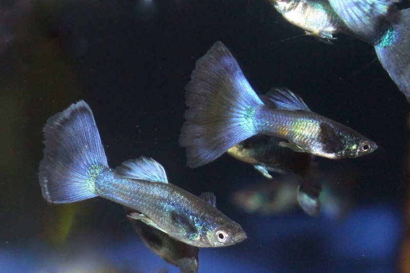 Аквариумные рыбки гуппи Московская