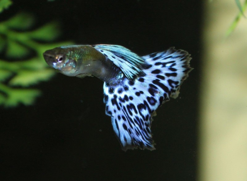 Гуппи Дамбо